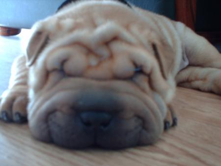 budy à 1moi(presque 2mois le 29)