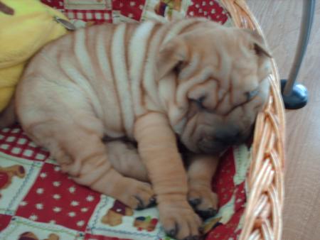 budy