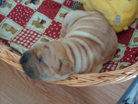 budy