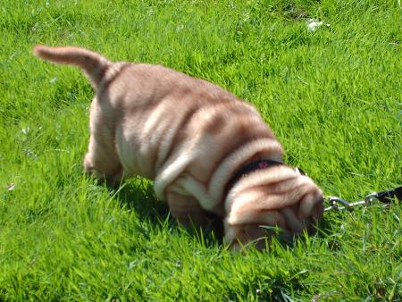 budy