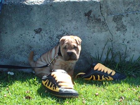 budy d'amour
